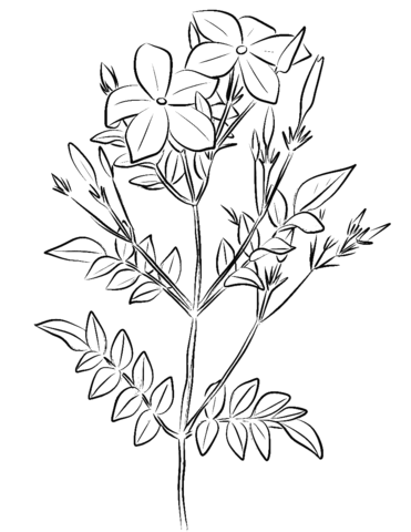 Spanish Jasmine (Jasminum Grandiflorum) Coloring Page